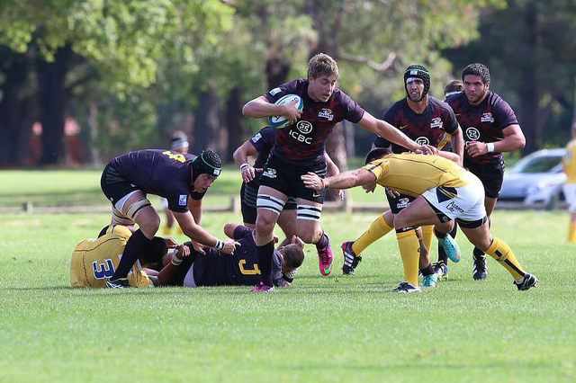 Pampas Brumbies